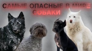 ТОП 10 ОПАСНЫХ СОБАК ! | TOP 10 dangerous DOGS USA