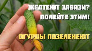 ЖЕЛТЕЮТ ЗАВЯЗИ ОГУРЦОВ? ⚠️ Полейте ЭТИМ — и урожай вас удивит!