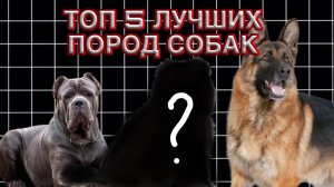 ТОП 5 ЛУЧШИХ ПОРОД СОБАК!