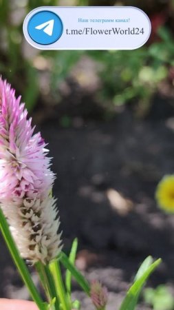 Целозия Фламинго: Экзотическая Красота для Вашего Цветника.😍