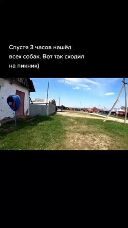 Наконец нашел всех собак!! #shortvideo #pitbull #shorts #wolfcales #dog #wolf #dragonlife #edit