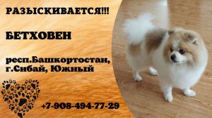 Пропала собака! БЕТХОВЕН. респ.Башкортостан, г.Сибай.