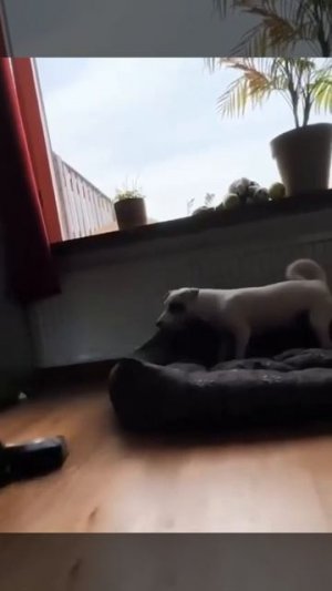 Помощник в уборке 👍🐶👏❤️🤩