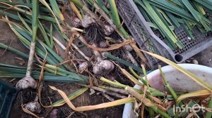 Продолжаю собирать урожай. Готовлю витамины курам для зимы.