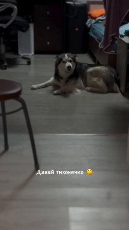 Шёпот по версии хаски