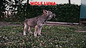 #wolf Wolf Luna| @DragonlifeAgop
