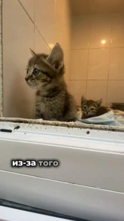 Живые подарки... | Вилона, Ада, Вайти