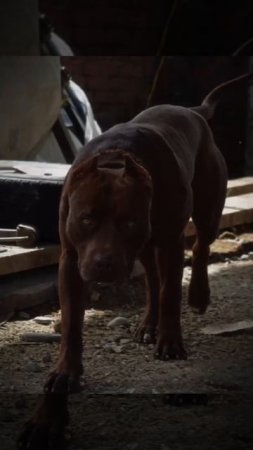 Питбули Dragon Life #питбулиdragonlife #pitbull #shorts #fyp
