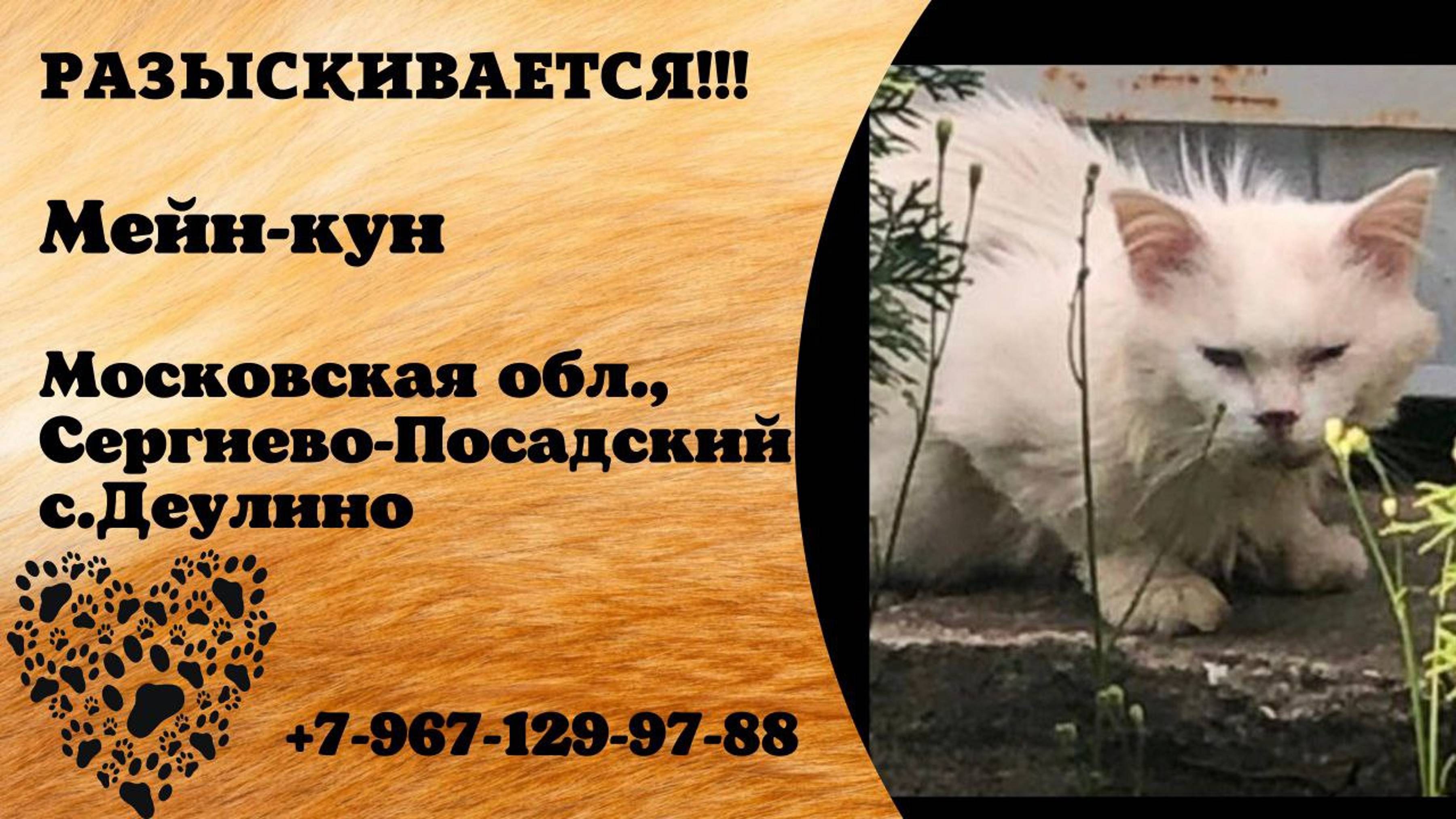 Пропал кот! Мейн-кун. Московская обл, Сергиево-Посадский, с. Деулино