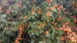 Саратовское варенье из абрикосов с Ларой Любовь