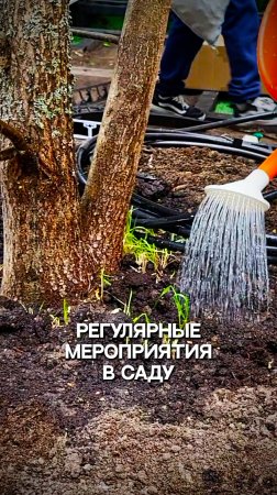 Регулярные мероприятия в саду