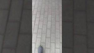 почему течёт  смола на абрикосов