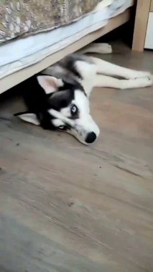 Ленивые собачки )