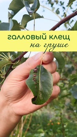 ГАЛЛОВЫЙ КЛЕЩ на груше