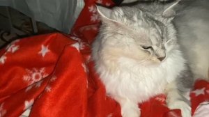 Пух и нежность: сказка о самой милой кошке