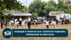 Лошади и пони из КСК «Золотая подкова» переехали в Парк Яуза