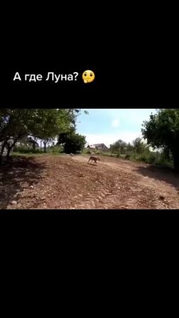 ПОИСК СОБАК! #shorts #pitbull #wolfcales #dog #wolf #dragonlife #blackwolf #edit #husky
