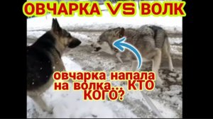 ОВЧАРКА VS ВОЛК  ДРАКА ОВЧАРКИ С ВОЛКОМ! волк/драка/овчарка/клыки