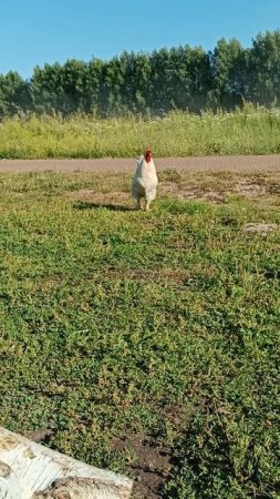 Клёв есть?