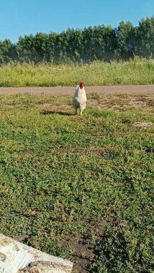Клёв есть?