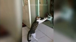 смешные кошки