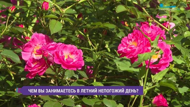 Чем заняться летний непогожий день? Опрос на улицах Петербурга