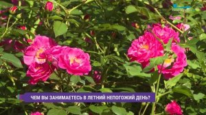 Чем заняться летний непогожий день? Опрос на улицах Петербурга