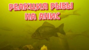 Реакция рыбы на Анисовое масло ( подводная съемка )