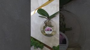 Открытая система посадки орхидей.