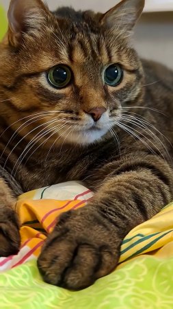 Я ни о чём у Деда мороза не прошу 😉🐱🤣👍🚀