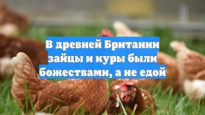В древней Британии зайцы и куры были божествами, а не едой