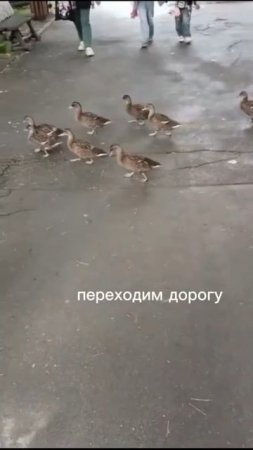Уточки в Новосибирском зоопарке