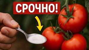 🍅 ПОДКОРМКА 1 ЛОЖКА = УРОЖАЙ КАЖДЫЙ ДЕНЬ! 🌿 ТОМАТЫ ПРЁМ КАК НА ДРОЖЖАХ!