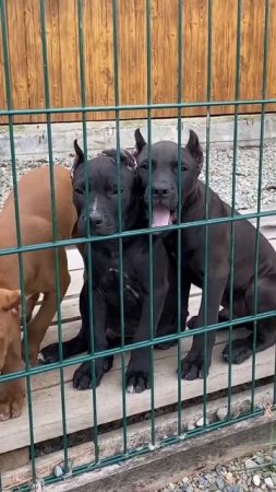 семейство Dragon life #dragonlife #собака #blackwolf #dog #wolf #животные #топ #собаки #pitbull