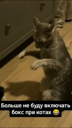 Смешные коты #67-9