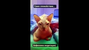 Сфинкс Анфиса и её медитация)
#сфинкс#развлечения#животныеиприрода#домашниепитомцы#медитациякошки