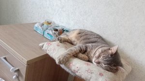 живу в деревне