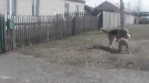 прощальное видео, последние бои... ВСЕМ ПОКА!