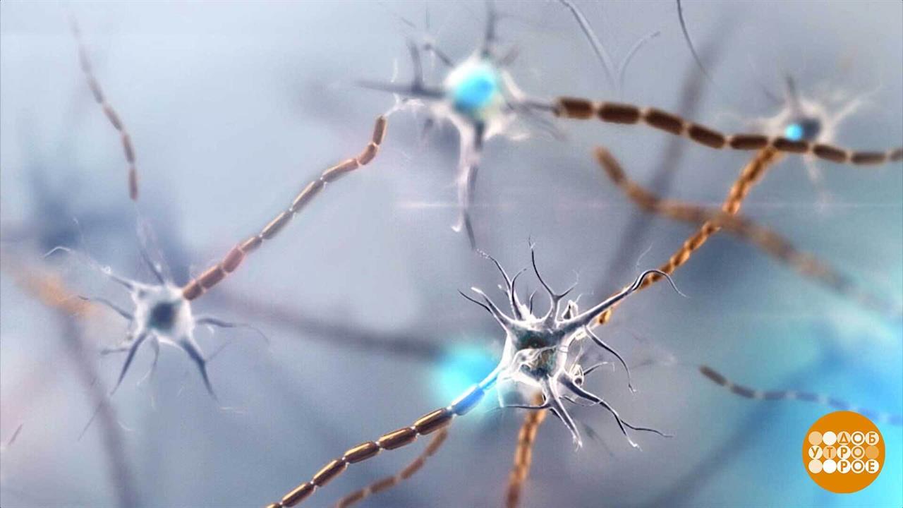 Нервные клетки... восстанавливаются! Доброе утро. Фрагмент выпуска от 22.07.2025
