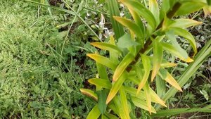 Дела дачные. Заготовки идут полным ходом. Сбор урожая. Сажаю огурцы.