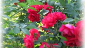 За моей спиной, как стеной..