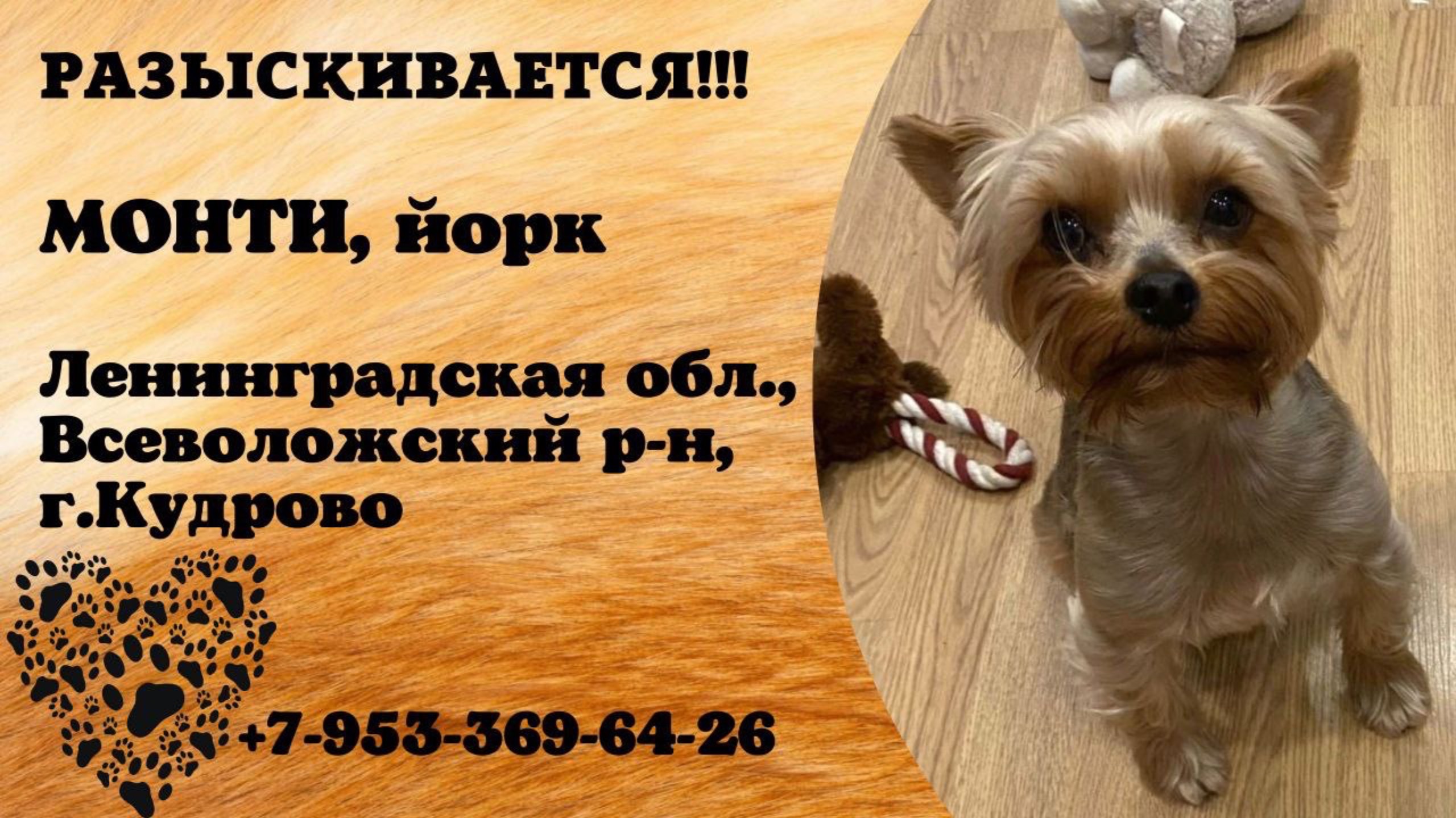 Пропала собака! МОНТИ, Йорк. Ленинградская обл., Всеволожский р-н, г.Кудрово.