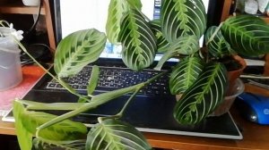 Вот такая маранта ! Скромная , но красивая...