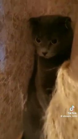 умный кот 🐈