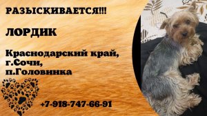 Пропала собака! ЛОРДИК. Краснодарский край, г.Сочи.