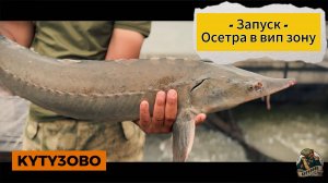 Запуск осетра в вип зону 22.07