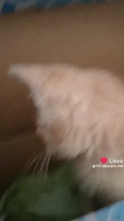 котики такие милые