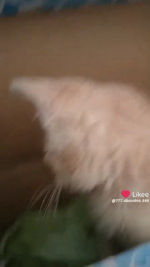 котики такие милые