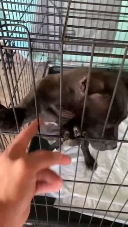 Черный демон питбуль  #dragonlife #собака #blackwolf #wolf #dog #животные #топ #собаки #pitbull