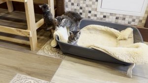 Котята бенгальской кошки